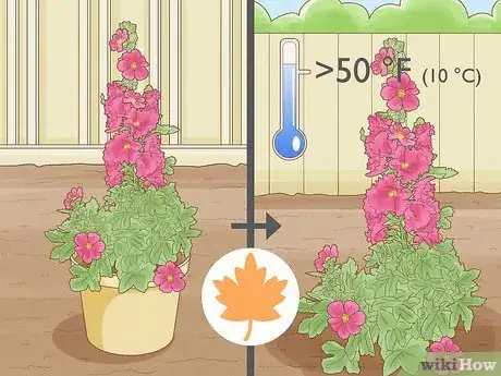 Image titled Transplant Hollyhocks Step 1