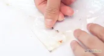 Kill Gnats Using a Ziplock Freezer Bag