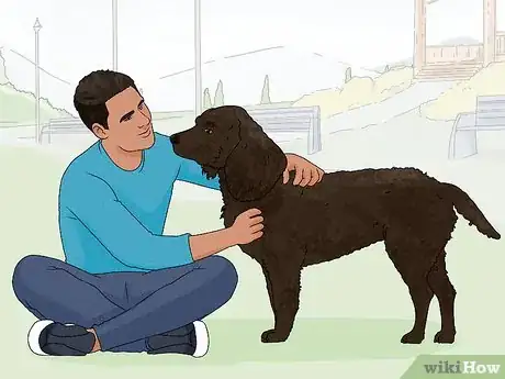 Image titled Identify an American Water Spaniel Step 12