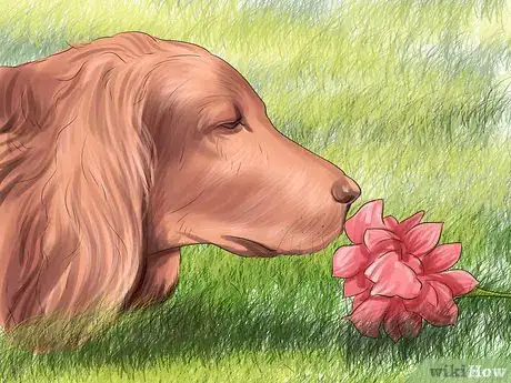 Image titled Identify a Gordon Setter Step 11