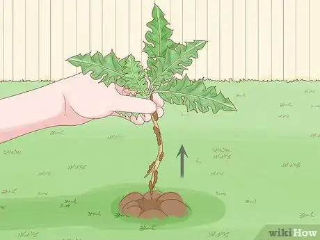 Image titled Get Rid of Canadian Thistles Step 2