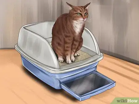 Image titled Identify Early Signs of Chronic Kidney Disease in Cats Step 1