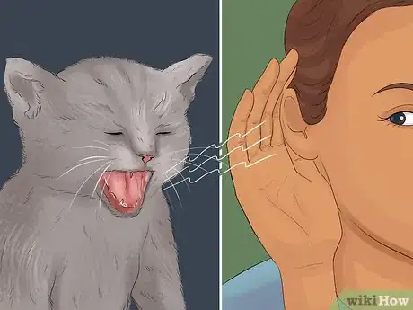 Image titled Treat Bacterial Cystitis in Cats Step 2