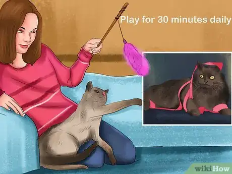 Image titled Keep a Cat's Mind Active Step 1