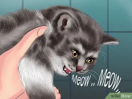 Image titled Identify a Selkirk Rex Step 9