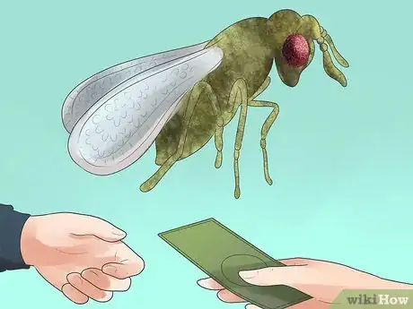 Image titled Control Whiteflies Step 2