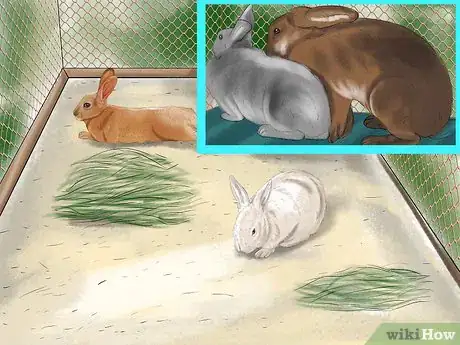 Image titled Get Rabbits Spayed or Neutered Step 6