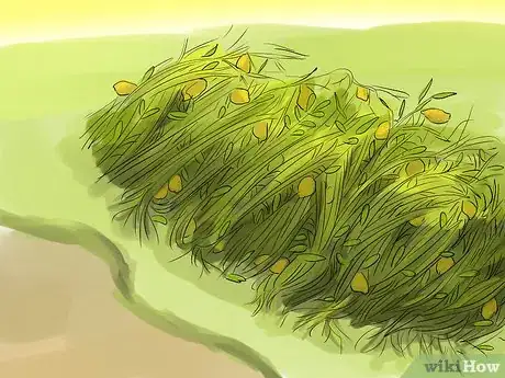 Image titled Harvest Lentils Step 6