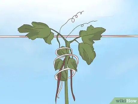 Image titled Prune Grape Vines Step 10