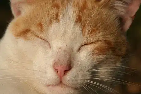 Image titled I don't like modeling, I just wanna sleep