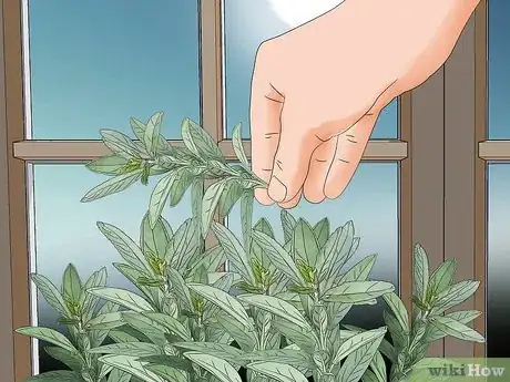 Image titled Grow Herbs in Pots Step 10