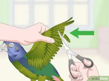 Image titled Keep Pionus Parrots Groomed Step 8