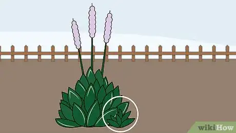 Image titled Grow Hostas Step 12