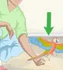 Treat and Prevent Macaw Bites