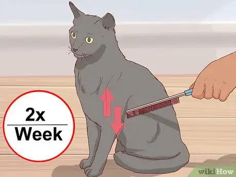Image titled Take Care of a Chartreux Cat Step 1