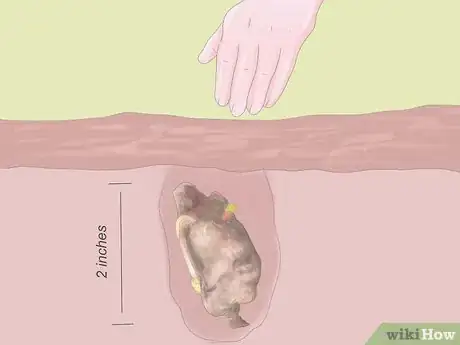 Image titled Grow Rhubarb Step 6