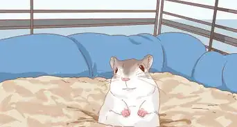 Treat Head Tilt in Gerbils