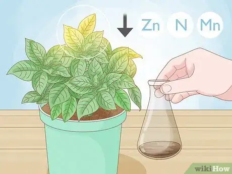 Image titled Why Does Your Plant Have Yellow Leaves Step 3