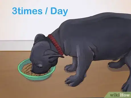 Image titled Feed an American Bully Puppy Step 6