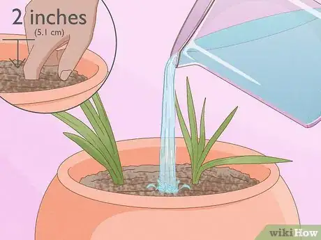 Image titled Plant Freesia Bulbs in Containers Step 6