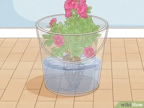 Image titled Transplant Hollyhocks Step 9