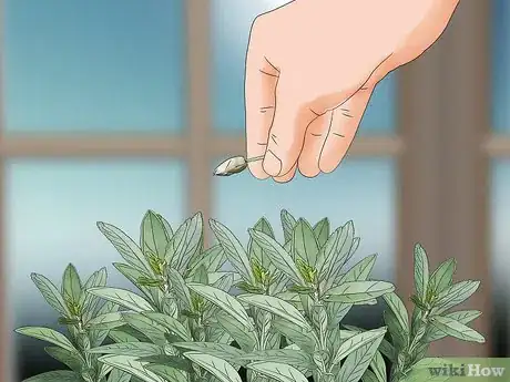 Image titled Grow Herbs in Pots Step 11