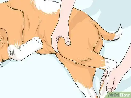 Image titled Treat Joint or Spinal Issues in Dogs with Prolotherapy Step 9