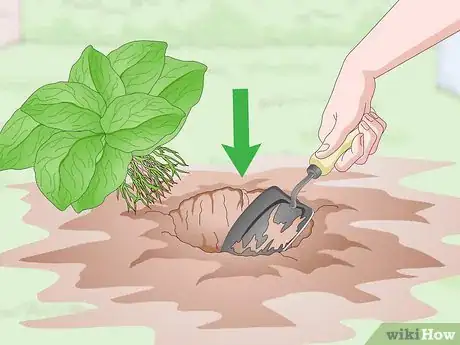 Image titled Divide Gerbera Daisies Step 8