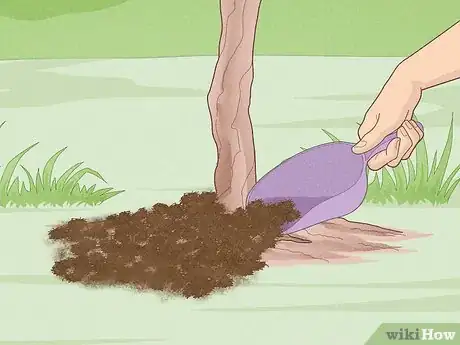 Image titled Grow Scuppernongs Step 17