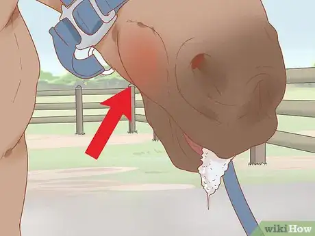 Image titled Check Whether Your Horse or Donkey Needs to See a Dentist Step 4
