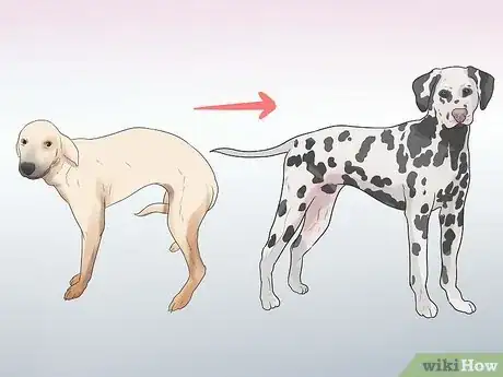 Image titled Rehabilitate an Overly Shy Dog Step 5