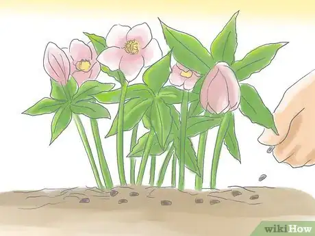 Image titled Care for a Lenton Rose Step 3