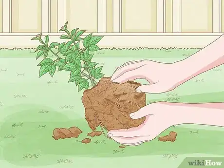 Image titled Transplant Potted Flowers Outdoors Step 5