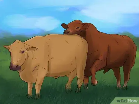 Image titled Breed Dairy Cattle Step 4