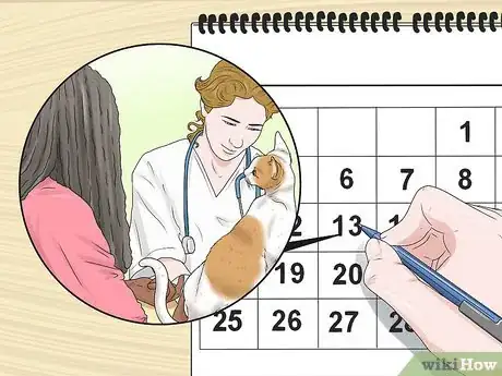 Image titled Treat a Limping Cat Step 7