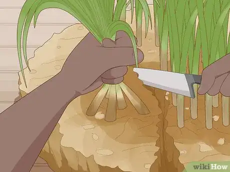 Image titled Divide Overgrown Perennials Step 9