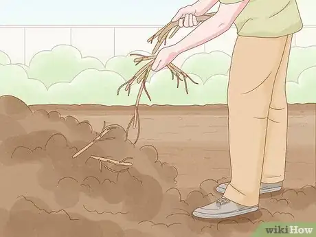 Image titled Grow Licorice Root Step 14