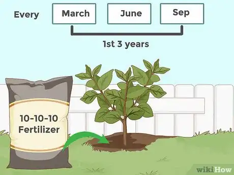 Image titled Plant a Persimmon Tree Step 8