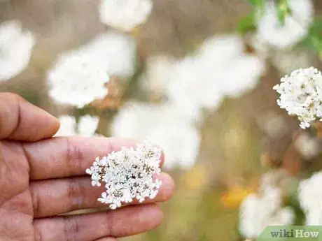 Image titled Follow Jesus Step 1