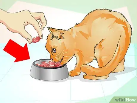 Image titled Comfort a Dying Cat Step 5