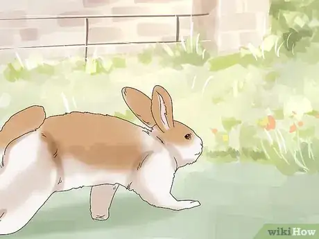 Image titled Keep Your Rabbit Healthy Step 18