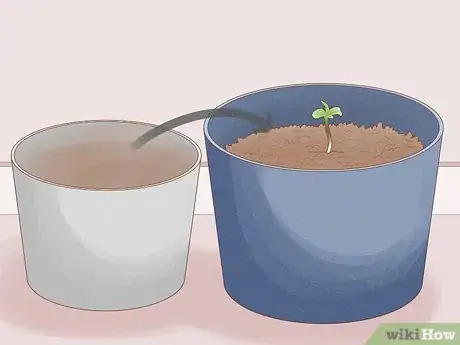 Image titled Grow Royal Gorilla Step 13