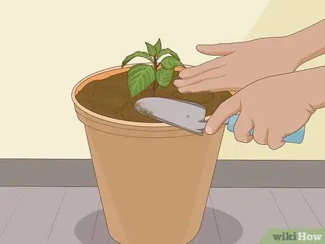 Image titled Plant Succulents Indoors Step 5