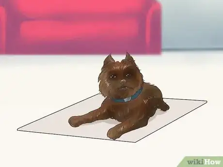 Image titled Care for an Affenpinscher Step 8