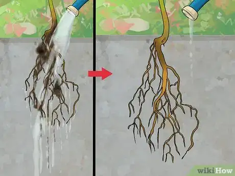 Image titled Divide a Phlox Plant Step 3