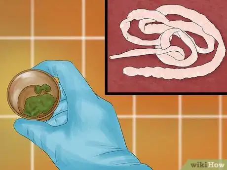 Image titled Perform Pre‐Breeding Health Checks for Dogs Step 5