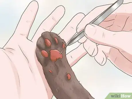 Image titled Treat a Limping Cat Step 1