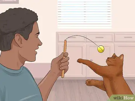 Image titled Care for a Havana Brown Cat Step 11