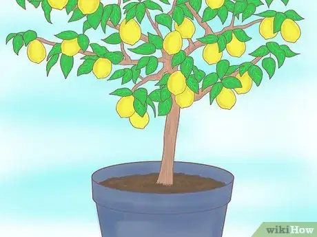 Image titled Plant a Lemon Seed Step 29