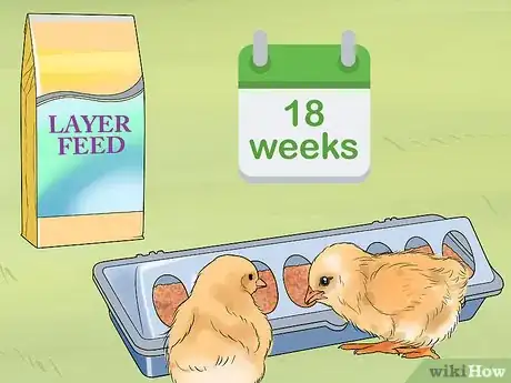 Image titled Feed Chicks Step 10